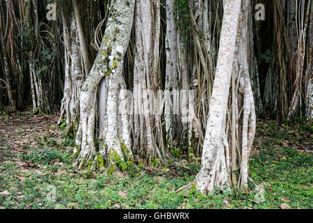 Banyan Tree growes in Cuba tropicale Foto Stock