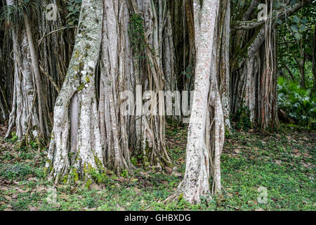 Banyan Tree growes in Cuba tropicale Foto Stock