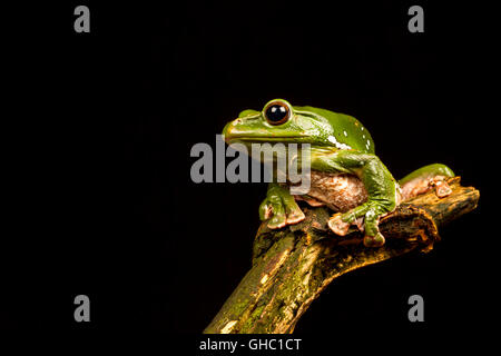 Il vietnamita blu (deltaplano o battenti) Raganella (Polypedates dennysii) guardando a sinistra contro uno sfondo nero Foto Stock