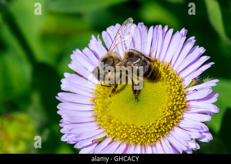 Western Honey Bee Apis mellifera sul mare di fiori a margherita Foto Stock