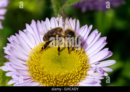 Western Honey Bee Apis mellifera sul mare di fiori a margherita Foto Stock