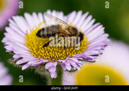 Western Honey Bee Apis mellifera sul mare di fiori a margherita Foto Stock