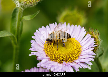 Western Honey Bee Apis mellifera sul mare di fiori a margherita Foto Stock