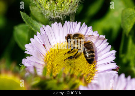 Western Honey Bee Apis mellifera sul mare di fiori a margherita Foto Stock