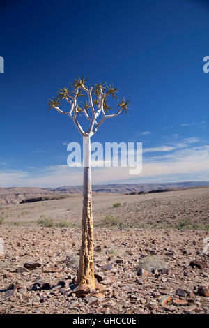 Aloe dichotoma, Quiver Tree, al Fish River Canyon in Namibia Foto Stock