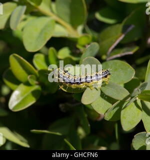 Caterpillar di albero scatola di Tarma (Cydalima perspectalis) su legno di bosso (Buxus sempervirens) Foto Stock