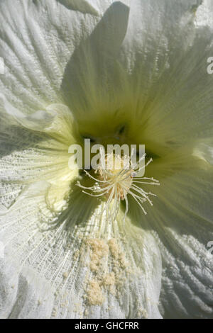 Hollyhock comune (Alcea rosea); close-up di fiori bianchi Foto Stock