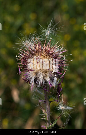 Musk Thistle o annuire Thistle (Carduus nutans); close-up di seme head Foto Stock