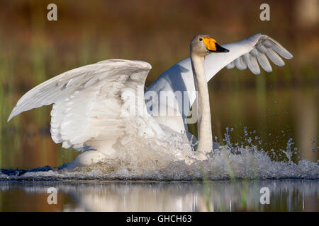 Whooper Swan (Cygnus Cygnus), Adulto lo sbarco in acqua, Ivalo, Lappland, Finlandia Foto Stock