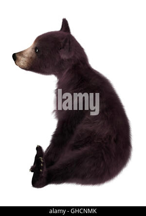 3D rendering di un Black Bear Cub isolati su sfondo bianco Foto Stock