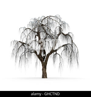 Inverno albero senza foglie su sfondo bianco del rendering 3D Foto Stock