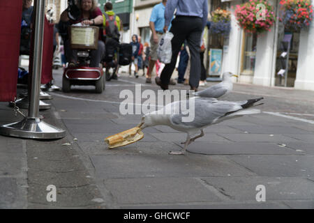 Un Gabbiano mangia un panino subito dopo aver rubato il cibo da un uomo in Queen Street,St.helier,jersey,Isole del Canale Foto Stock