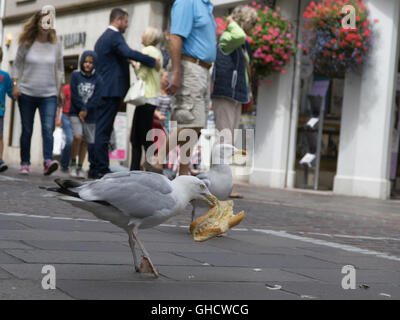 Un Gabbiano mangia un panino subito dopo aver rubato il cibo da un uomo in Queen Street,St.helier,jersey,Isole del Canale Foto Stock