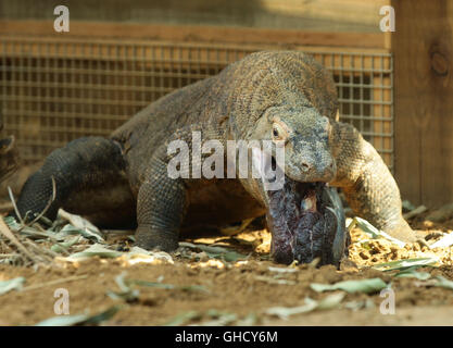 Ganas, un drago di Komodo di sei anni, rigurgita del cibo nel recentemente rinominato Ã¢Â€Â˜The Attendborough Komodo Dragon House', allo Zoo di Londra. Foto Stock