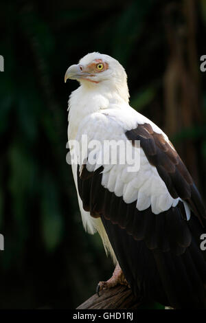 Un palm-dado vulture (Gypohierax angolensis) o pesce vulturine eagle al mondo degli uccelli in Hout Bay, Sud Africa. Foto Stock
