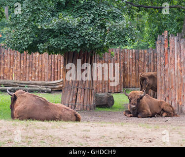 Il bisonte europeo in zoo Foto Stock