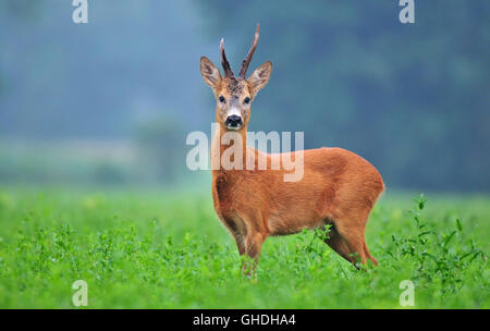 Selvatica caprioli in piedi in un campo e guardando la telecamera Foto Stock