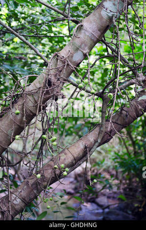 Messa a fuoco selettiva di fig di frutta sul tree (chiamato anche come comune Fig, Ficus carica L., Moracaea, Ficus fig racemosa L.) Foto Stock