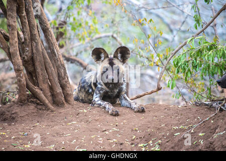 Adulto African wild dog Lycaon pictus che giace accanto a un albero di sottobosco Foto Stock