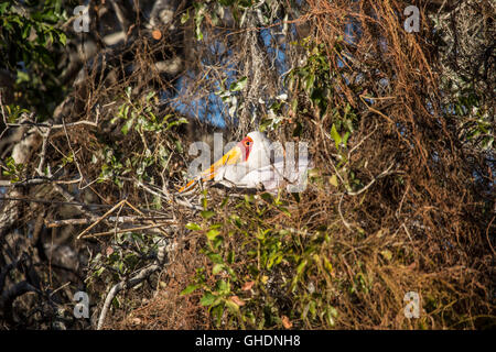 Giallo fatturati stork Mycteria ibis seduto su un nido in un intrico di alberi Foto Stock