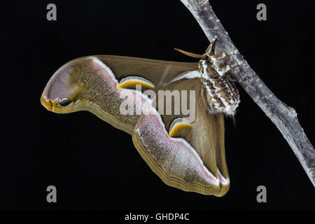 Appena emerso silkmoth Ailanthus, Samia cynthia, aggrappato ad un ramo contro uno sfondo nero. Foto Stock