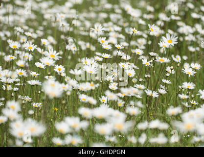 Oxeye Daisy Leucanthemum vulgare REGNO UNITO Foto Stock