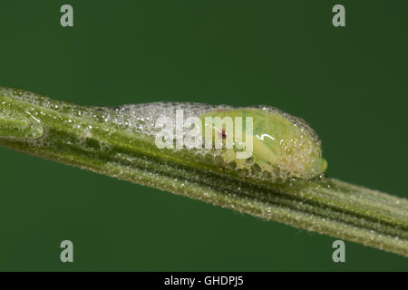 Comune Ninfa Froghopper Philaenus spumarius Foto Stock