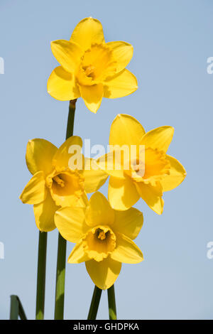 Daffodil Fiore di narciso sp Foto Stock