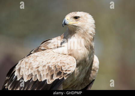 Bruno Eagle Aquila rapax REGNO UNITO Foto Stock