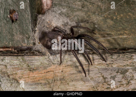 Segestria florentina Spider REGNO UNITO Foto Stock