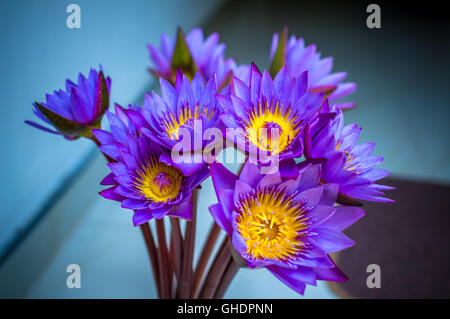 Blue Lotus Flower close up Foto Stock