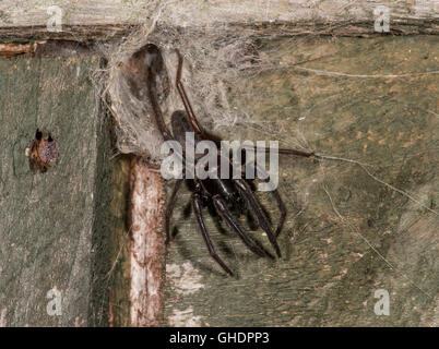 Segestria florentina Spider REGNO UNITO Foto Stock