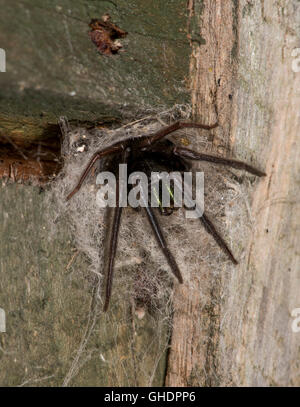 Segestria florentina Spider REGNO UNITO Foto Stock