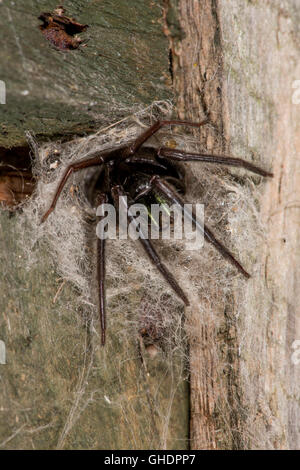 Segestria florentina Spider REGNO UNITO Foto Stock