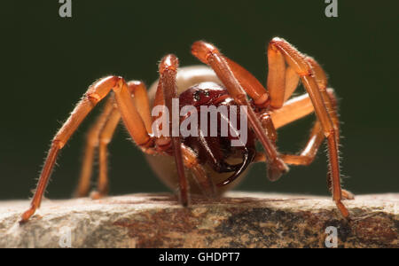 Il Ragno Woodlouse Dysdera crocata REGNO UNITO Foto Stock