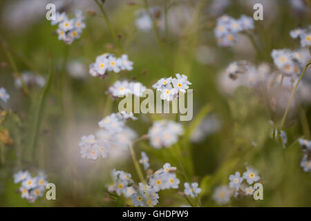 Dimenticare di legno-me-non Mysotis sylvatica REGNO UNITO Foto Stock