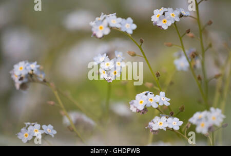 Dimenticare di legno-me-non Mysotis sylvatica REGNO UNITO Foto Stock
