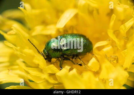 Flower Beetle Cryptocephalus sericeus REGNO UNITO Foto Stock