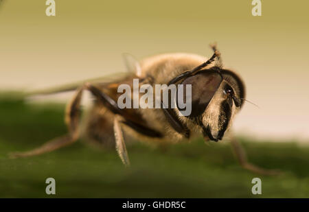 Drone comune volare Eristalis tenax Foto Stock