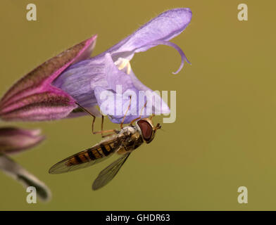 La marmellata di arance Hoverfly Episyrphus balteatus REGNO UNITO Foto Stock