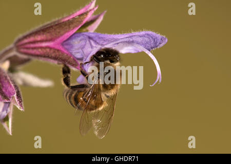Honey Bee Apis mellifera Foto Stock