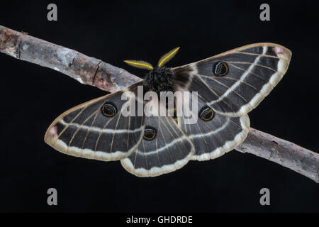 Un bel maschio Rocky Mountain Agapema, Agapema homogena, seta moth appollaiato su uno sfondo nero. Foto Stock