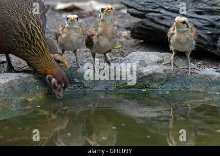 Una femmina Red Junglefowl (Gallus gallus spadiceus) e i suoi pulcini di bere da una foresta in piscina a ovest della Thailandia Foto Stock