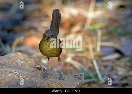 Una femmina bianco-panciuto Redstart arroccata su una roccia nella foresta nel Nord della Thailandia Foto Stock