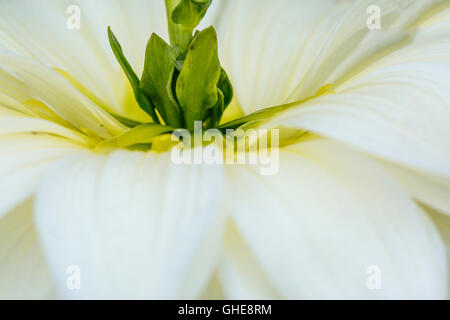 Dahlia Fiore burst con bianco brillante splendore. Point Defiance Park, Tacoma, WA vanta splendidi giardini compresa Rose Gardens Foto Stock