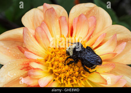 Dahlia Fiore burst con colore e un Bumble Bee. Point Defiance Park, Tacoma, WA vanta splendidi giardini compresa rose garden Foto Stock