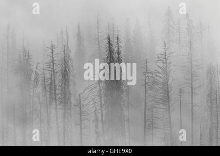 Carbonizzati Lodgepole pino bruciato dal fuoco della foresta stagliano nella nebbia, Kootenay National Park, British Columbia, Canada Foto Stock