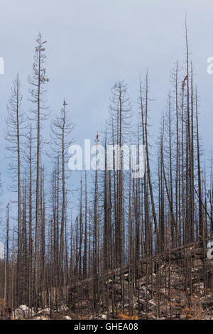 Carbonizzati tronchi d albero bruciato dal fuoco della Foresta, Parco Nazionale di Jasper, Alberta, Canada Foto Stock