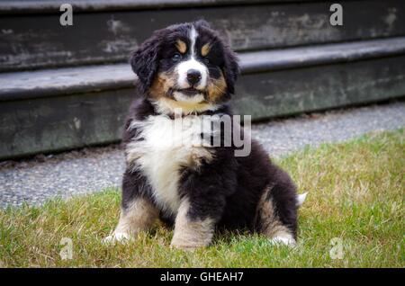 Bovaro del Bernese Cucciolo di 8 settimane di età. Comox Valley, l'isola di Vancouver, BC, Canada Foto Stock