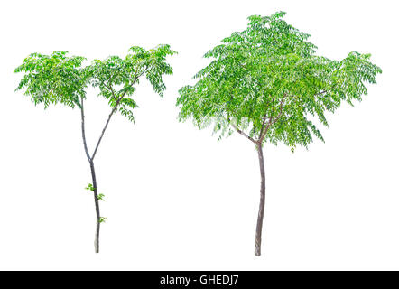 Piccoli alberi verdi isolati su sfondo bianco. Giovani alberello con foglie verdi. Foto Stock